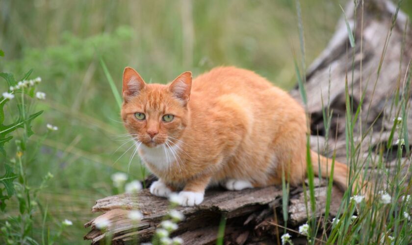 Eine Katze ist im Landkreis Bernkastel-Wittlich angeschossen und schwerst verletzt worden. (Symbolbild) Foto: Soeren Stache/dpa-