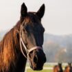 Thoroughbred horse mare on pasture. Farm animal. Rural scenery