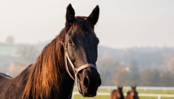 Thoroughbred horse mare on pasture. Farm animal. Rural scenery