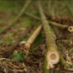 Des agriculteurs optent pour le bambou et revendent leurs certificats CO2 à des industriels