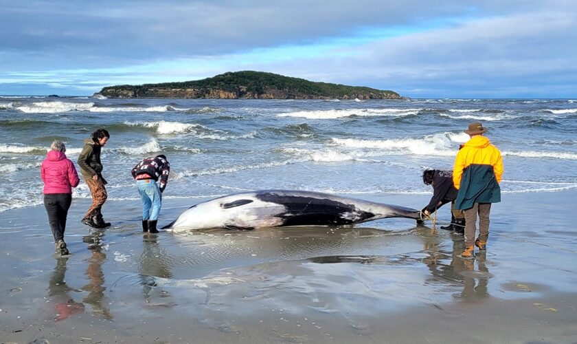 New Zealand scientists suspect specimen of world’s rarest whale died from head injuries