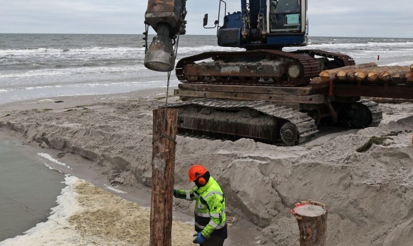 Die Holzpfähle - sogenannte Buhnen - sind drei bis acht Meter lang. Foto: Bernd Wüstneck/dpa