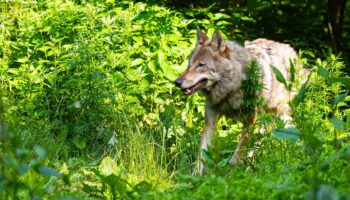 Für 2023 und 2024 standen zum Schutz vor Wolfsangriffen jeweils bis zu 7,5 Millionen Euro Fördermittel des Landes zur Verfügung.