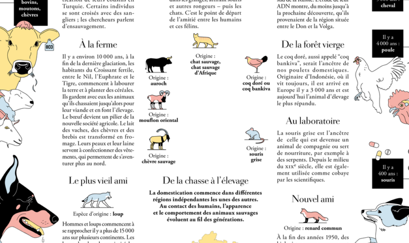 L’histoire de la domestication des animaux en images