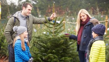 Expert urges 35p vinegar Christmas hack as trees could pose serious health risk to children