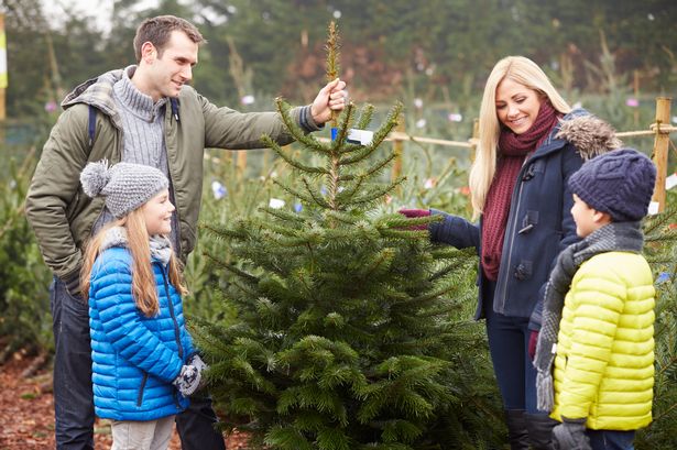 Expert urges 35p vinegar Christmas hack as trees could pose serious health risk to children