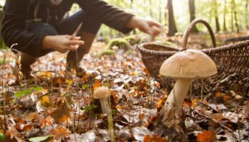 Les applications pour cueilleurs de champignons fleurissent en France, les intoxications aussi