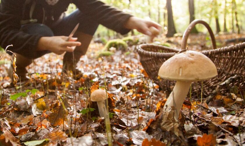 Les applications pour cueilleurs de champignons fleurissent en France, les intoxications aussi