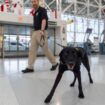 Argo the dog, a TSA calendar star, protects air travelers by sniffing out explosives