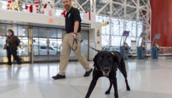 Argo the dog, a TSA calendar star, protects air travelers by sniffing out explosives