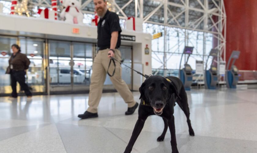 Argo the dog, a TSA calendar star, protects air travelers by sniffing out explosives