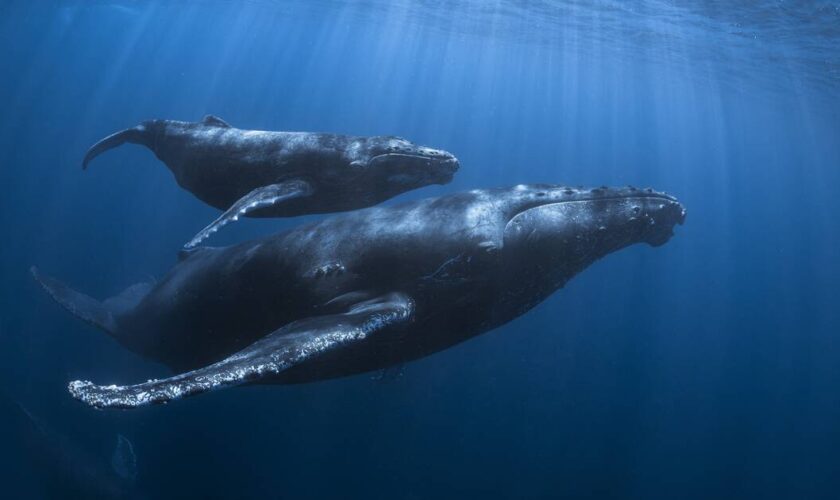 De la Colombie à Zanzibar, une baleine à bosse bat le record de la plus grande distance parcourue