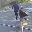 Hair-raising near-misses at Britain's level crossings caught on camera: Foolish dog walkers and idiotic cyclists seen moments from death in CCTV footage