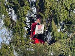 Fathers4Justice protester dressed as Santa Claus scales Trafalgar Square Christmas tree as he makes demand of Keir Starmer