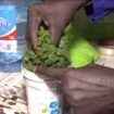 Sénégal : se soigner par les plantes, comment garantir la qualité des soins ?