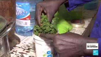 Sénégal : se soigner par les plantes, comment garantir la qualité des soins ?