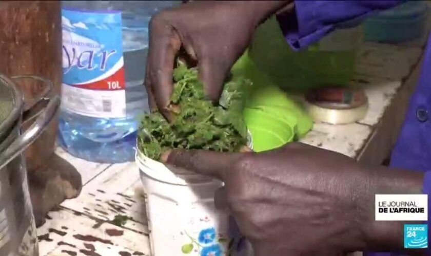 Sénégal : se soigner par les plantes, comment garantir la qualité des soins ?