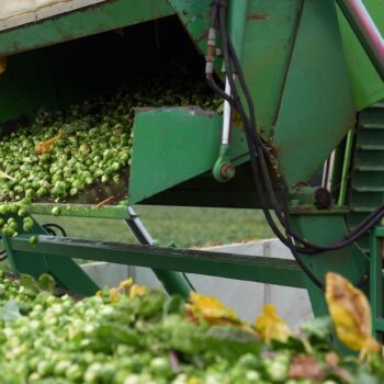 Brussels sprouts expected to be 25% bigger this year