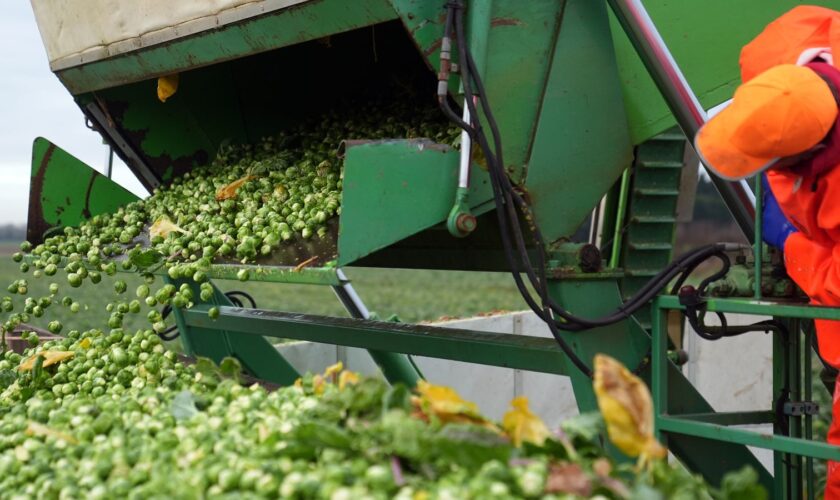 Brussels sprouts being harvested at TH Clements in Lincolnshire. Pic: PA