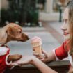 Donner l'un de ces aliments à votre animal lors des fêtes de fin d'année peut le mettre en danger