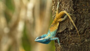 Biodiversität: Hunderte neue Tier- und Pflanzenarten in Südostasien entdeckt