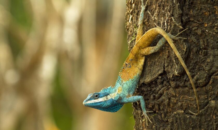 Biodiversität: Hunderte neue Tier- und Pflanzenarten in Südostasien entdeckt