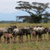 Au Kenya, derrière le succès des réserves, les femmes laissées-pour-compte