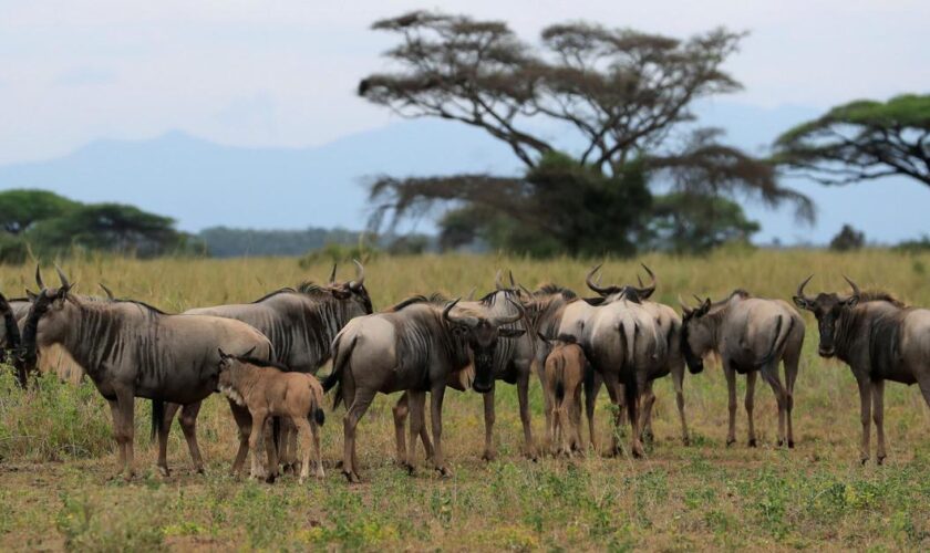 Au Kenya, derrière le succès des réserves, les femmes laissées-pour-compte