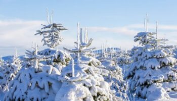 UK snow: Met Office update as it reveals White Christmas prediction