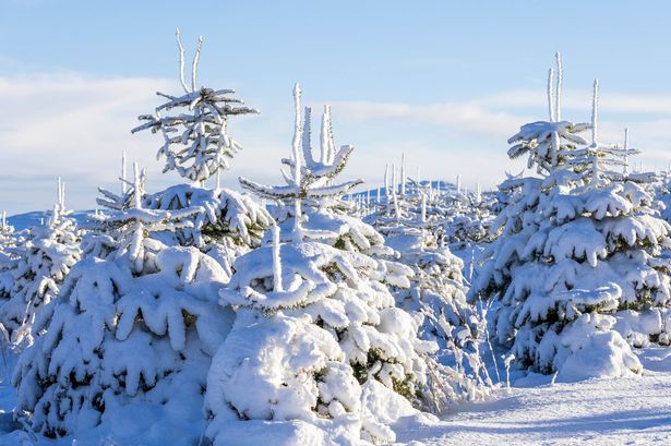 UK snow: Met Office update as it reveals White Christmas prediction