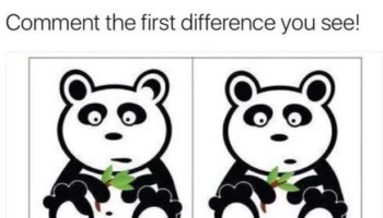 Only those with perfect observation skills can spot differences in panda pic