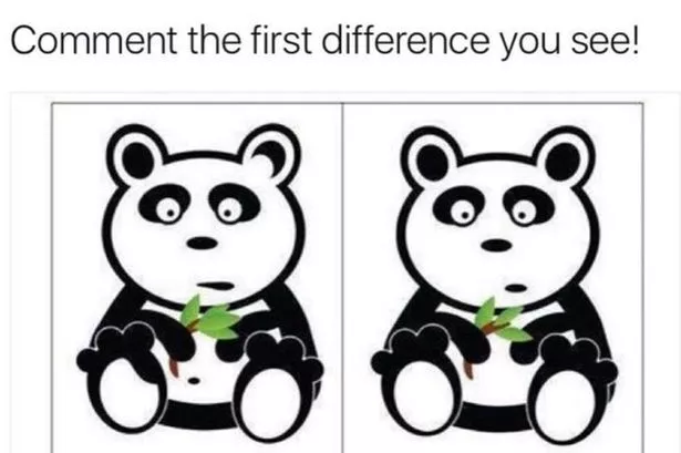 Only those with perfect observation skills can spot differences in panda pic