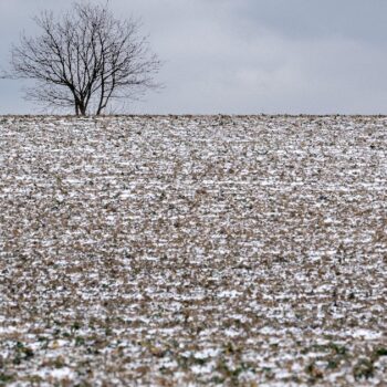 Un champ couvert par une fine couche de neige le 8 janvier 2024 à Reiningue, dans l'est de la France