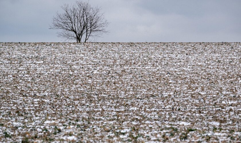 Un champ couvert par une fine couche de neige le 8 janvier 2024 à Reiningue, dans l'est de la France