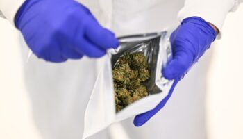 Un employé de Tilray met des têtes de cannabis dans un sachet, à Cantanhede, au Portugal, le 27 novembre 2024