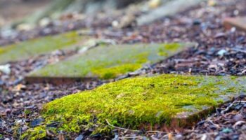 'Incredible' 30p hack will kill patio moss instantly without any scrubbing