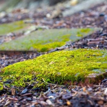 'Incredible' 30p hack will kill patio moss instantly without any scrubbing