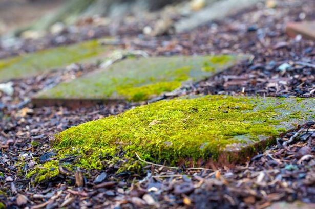 'Incredible' 30p hack will kill patio moss instantly without any scrubbing