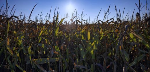 Klimawandel: 2024 ist das wärmste Jahr seit Beginn der Aufzeichnungen in Deutschland