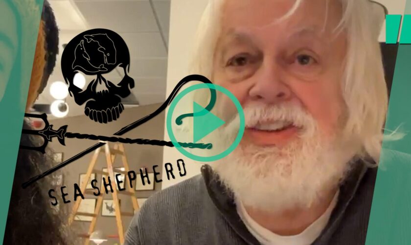 Libéré, Paul Watson estime que sa détention a « attiré l’attention sur l’illégalité » de la chasse à la baleine