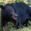 Erschossener Bär fällt von Baum auf Jäger und tötet ihn