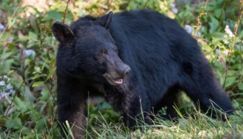 Erschossener Bär fällt von Baum auf Jäger und tötet ihn