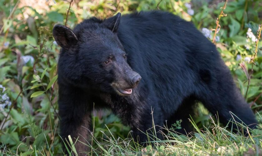 Erschossener Bär fällt von Baum auf Jäger und tötet ihn