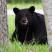 Touché par un chasseur, un ours tombe d'un arbre et tue un autre chasseur