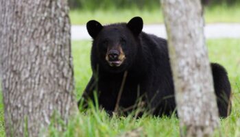 Touché par un chasseur, un ours tombe d'un arbre et tue un autre chasseur