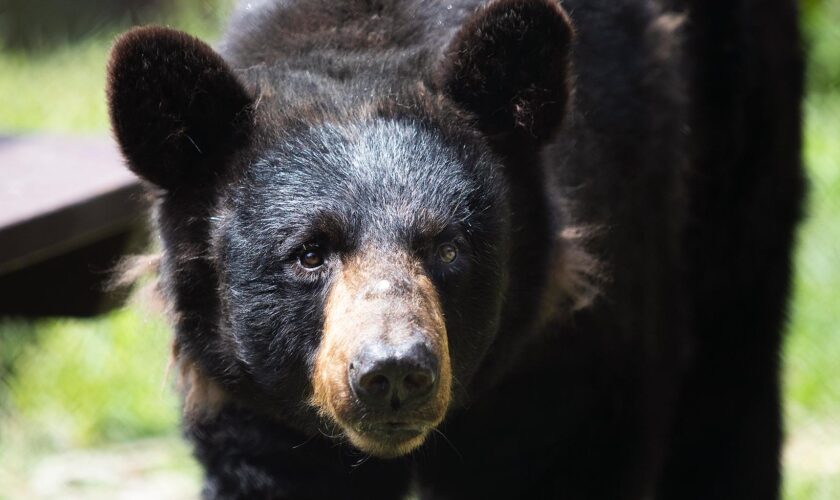 Aux États-Unis, un chasseur meurt écrasé par un ours qu’un autre chasseur venait d’abattre