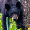 Man killed in freak hunting accident after bear falls out of tree and lands on him