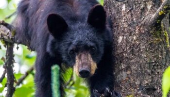 Man killed in freak hunting accident after bear falls out of tree and lands on him