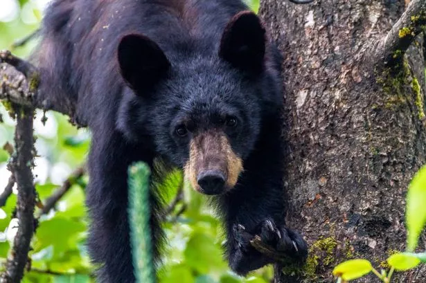 Man killed in freak hunting accident after bear falls out of tree and lands on him