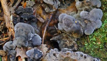 Phellodon frondosoniger. Pic: Royal Botanical Gardens